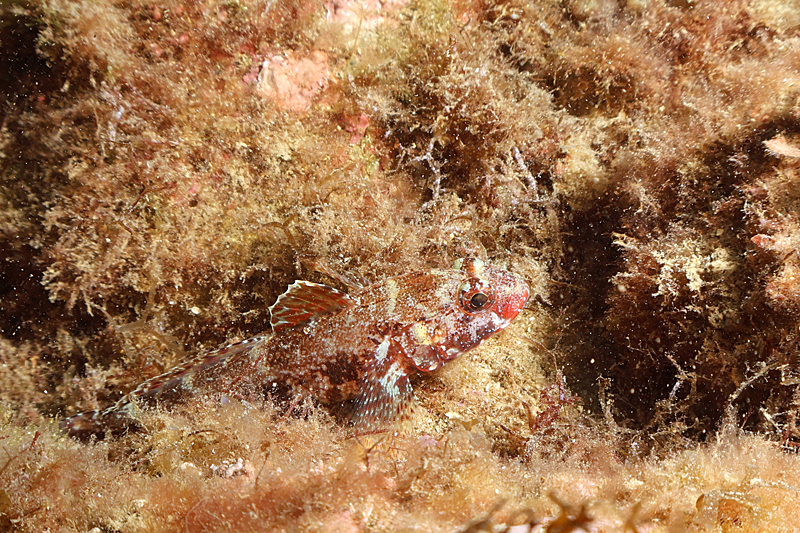 Estartit - Gobie à bouche rouge