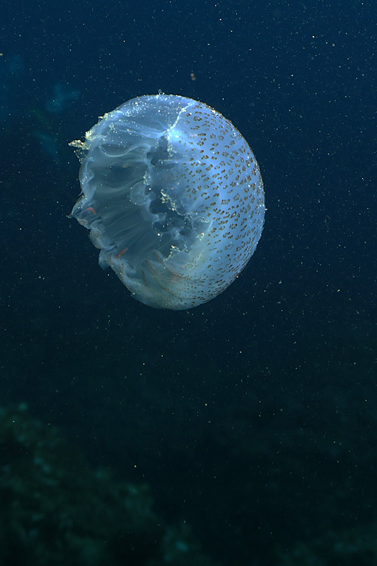 Estartit - Pélagie grignotée