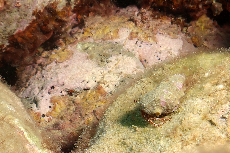 Estartit - Bernard l hermite