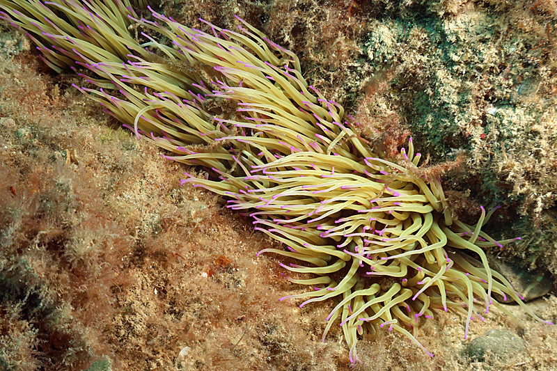 Estartit - 2 araignées des anémones (dans une anémone de mer verte)