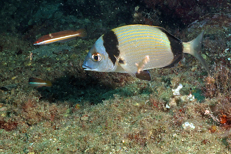 Estartit - Sar à tête noire & petite girelle commune