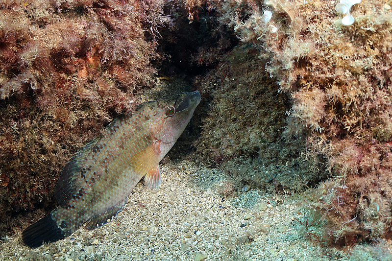 Estartit - Crénilabre à cinq taches