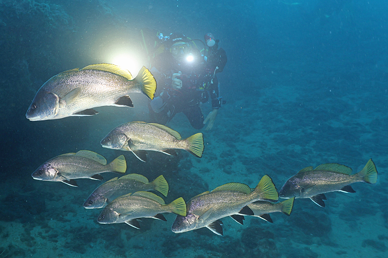 Estartit - Corbs (& J.Gtn)