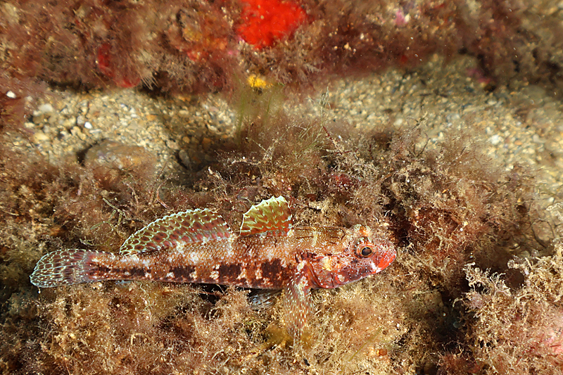 Estartit - Gobie à bouche rouge