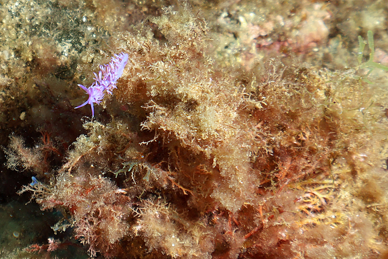 Estartit - Flabelline mauve