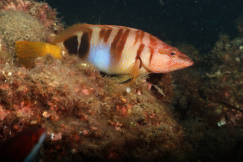 Estartit - Serran-écriture