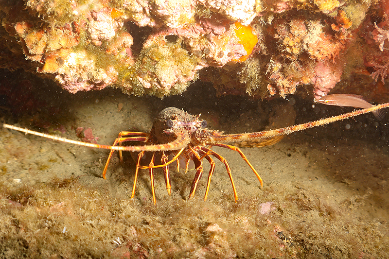 Leucate - Langouste