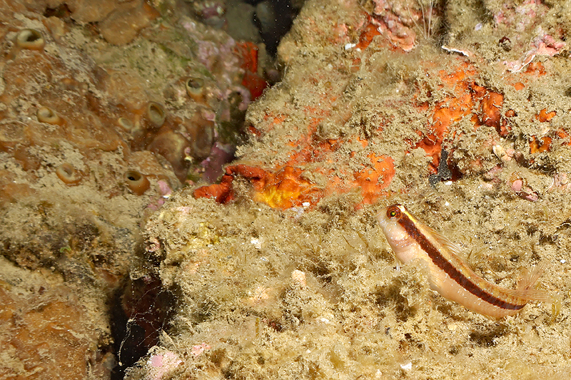Leucate - Blennie de Roux