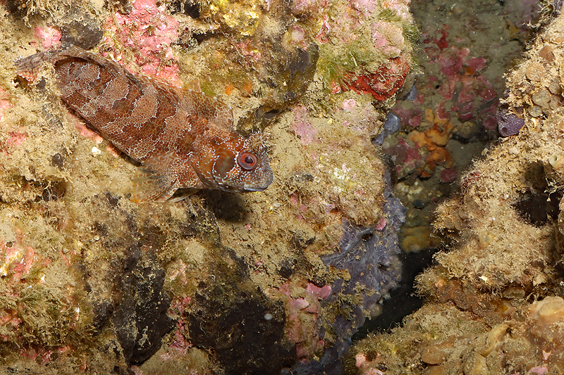Leucate - Blennie gattorugine