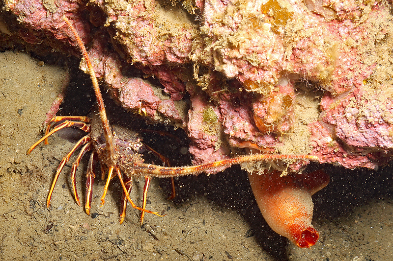 Leucate - Langouste