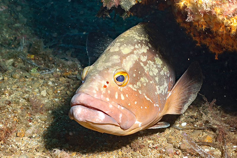Estartit - Mérou brun de Méditerranée