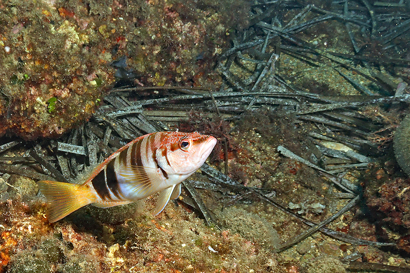 Estartit - Serran-écriture