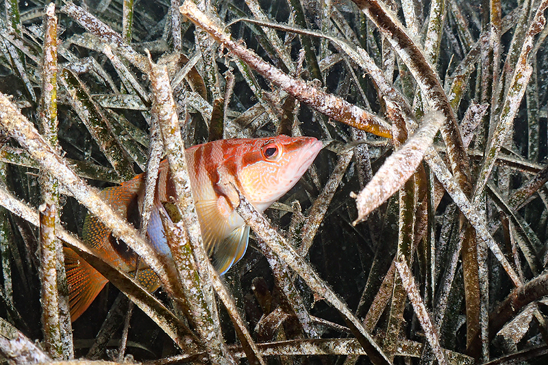 Estartit - Serran-écriture