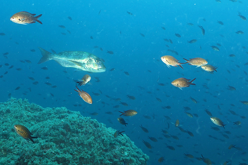 Estartit - Denti et petites castagnoles