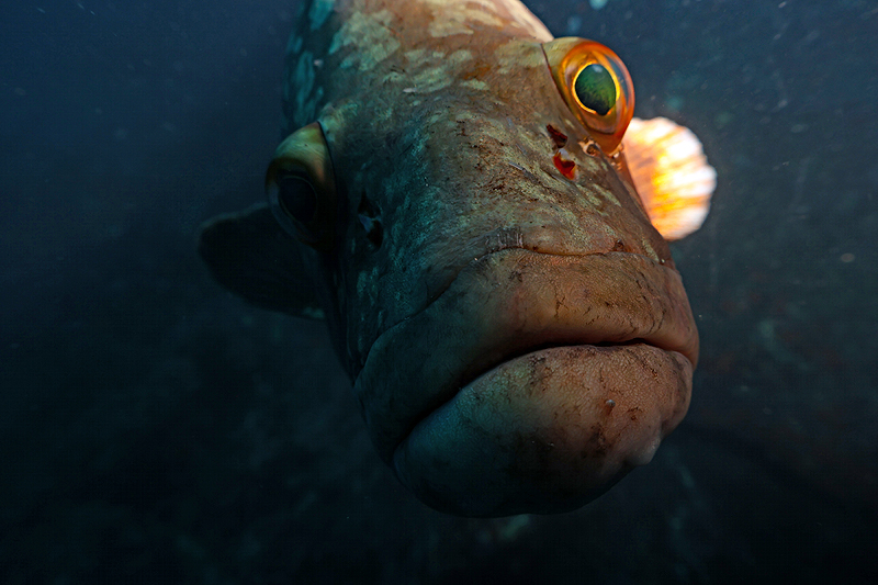 Estartit - Mérou brun de Méditerranée amoureux