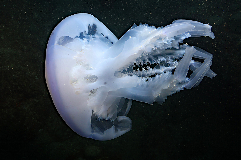 Estartit - Méduse rhizostome