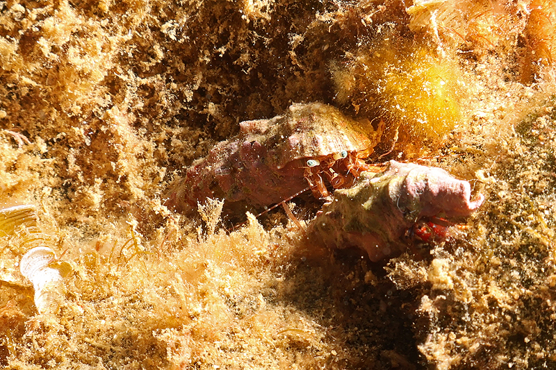 Estartit - Bernards l hermite