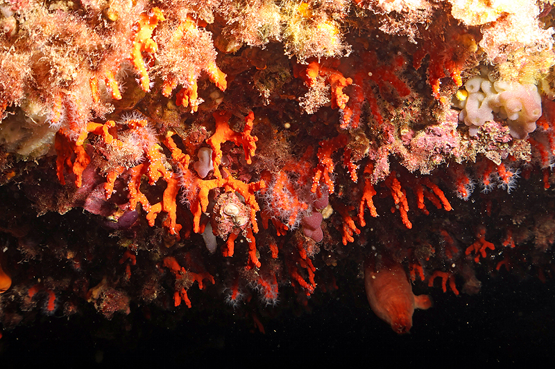 Estartit - Corail rouge