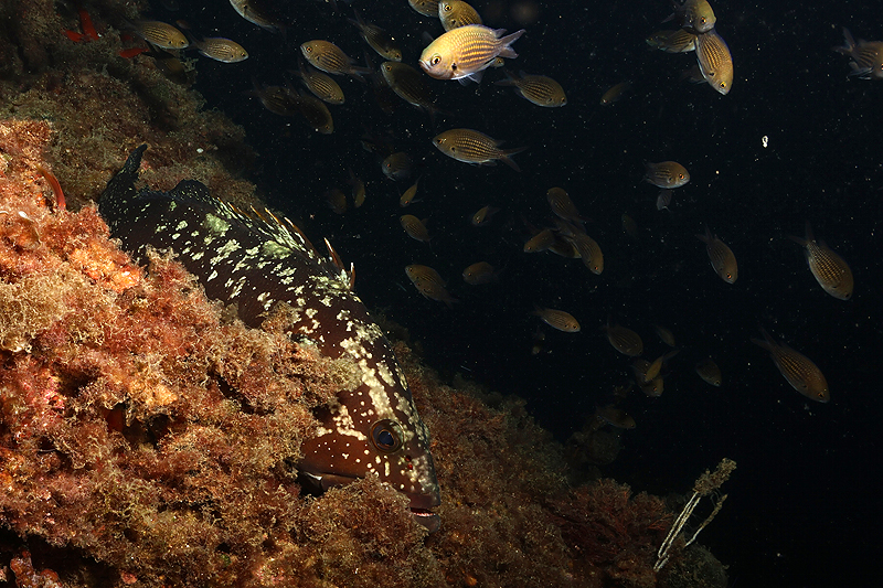 Estartit - Mérou brun de Méditerranée et petites castagnoles