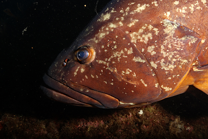 Estartit - Mérou brun de Méditerranée