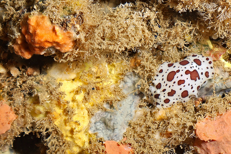 Estartit - Doris dalmatien