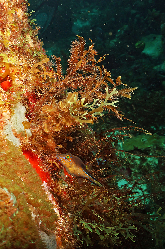 Martinique - photo n° 19