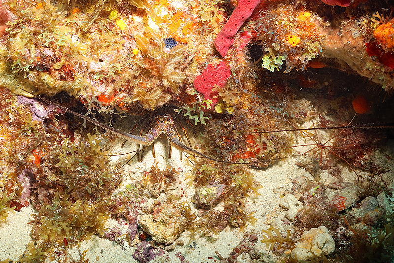 Martinique - photo n° 22