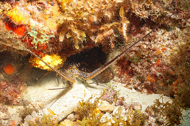 Martinique - photo n° 23