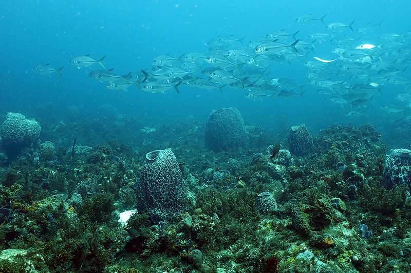 Martinique - photo n° 24