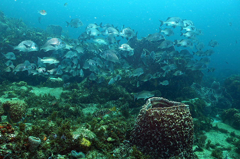 Martinique - photo n° 25