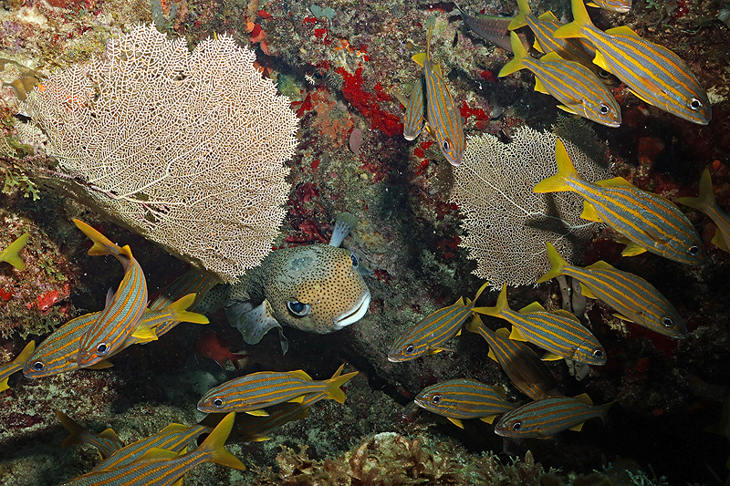 Martinique - photo n° 26