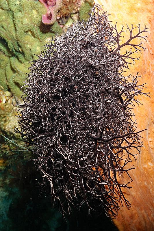 Martinique - photo n° 28