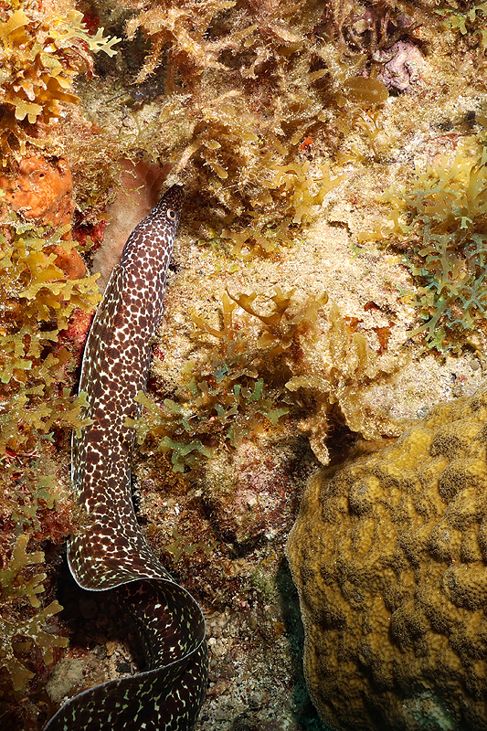 Martinique - photo n° 30