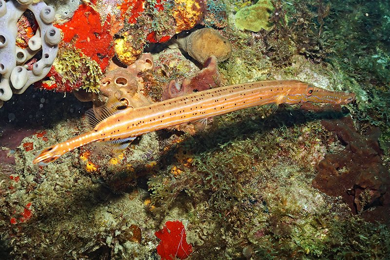 Martinique - photo n° 31