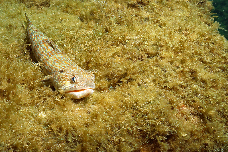 Martinique - photo n° 33