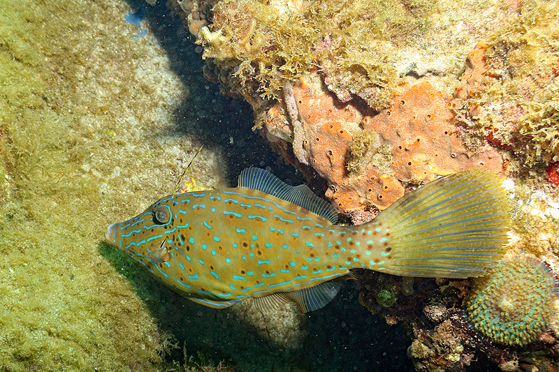 Martinique - photo n° 34