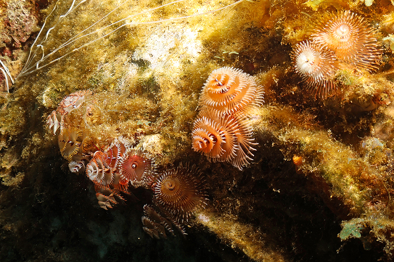 Martinique - photo n° 35