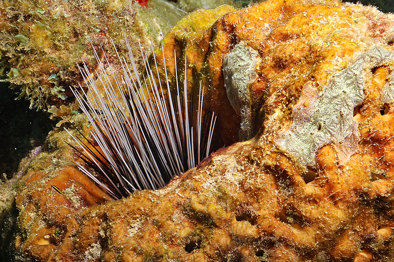 Martinique - photo n° 36