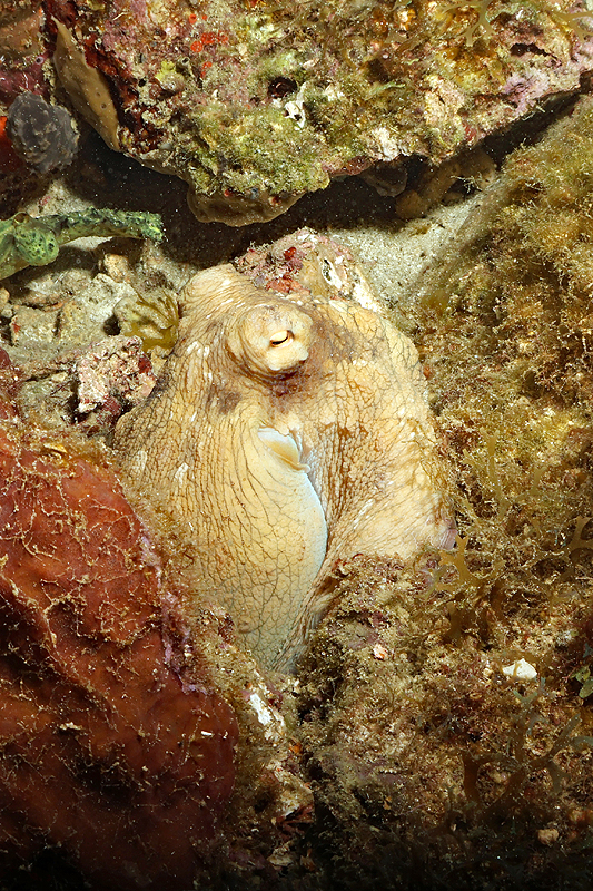 Martinique - photo n° 38