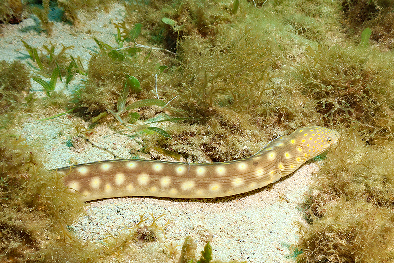 Martinique - photo n° 46