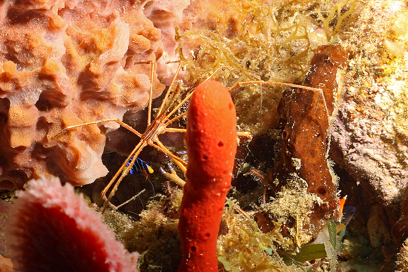 Martinique - photo n° 50