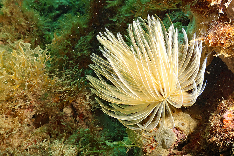 Martinique - photo n° 51