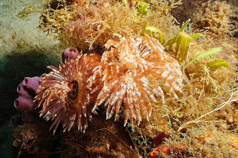 Martinique - photo n° 52