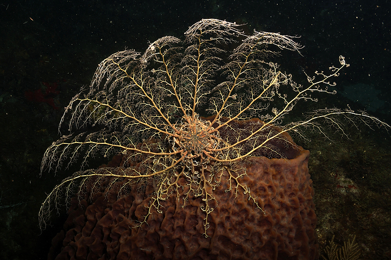 Martinique - photo n° 55