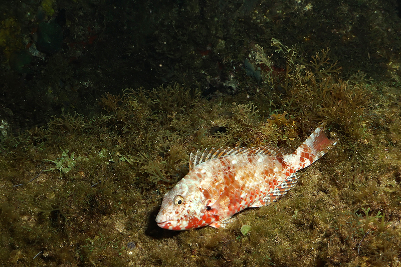 Martinique - photo n° 56