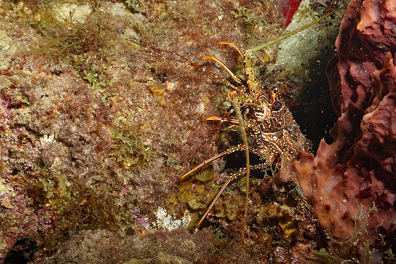 Martinique - photo n° 57