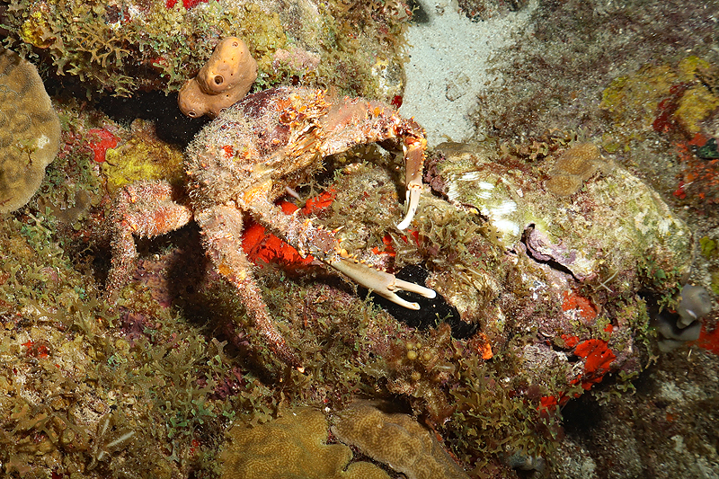 Martinique - photo n° 60