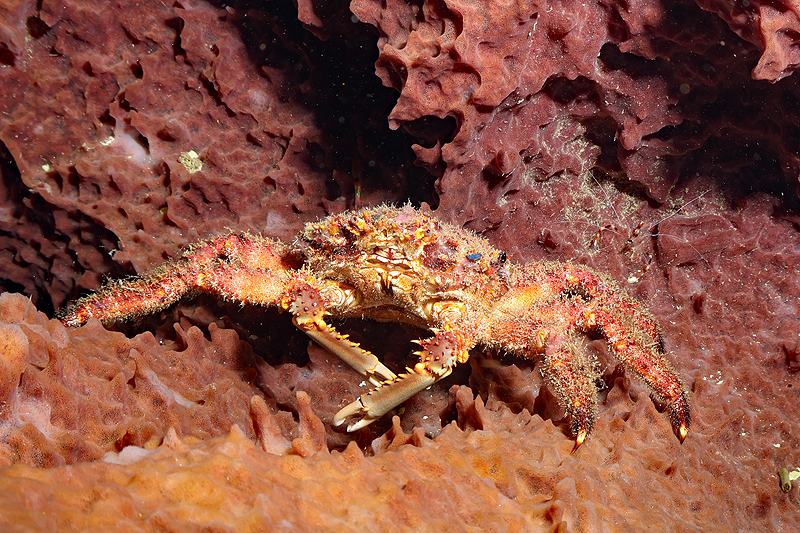 Martinique - photo n° 61