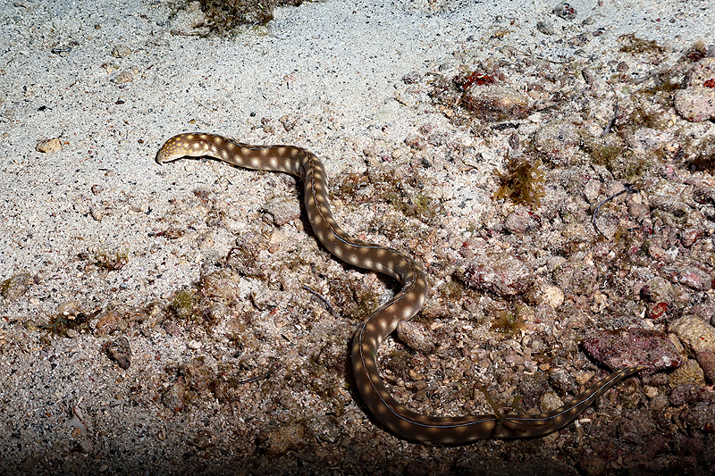 Martinique - photo n° 66