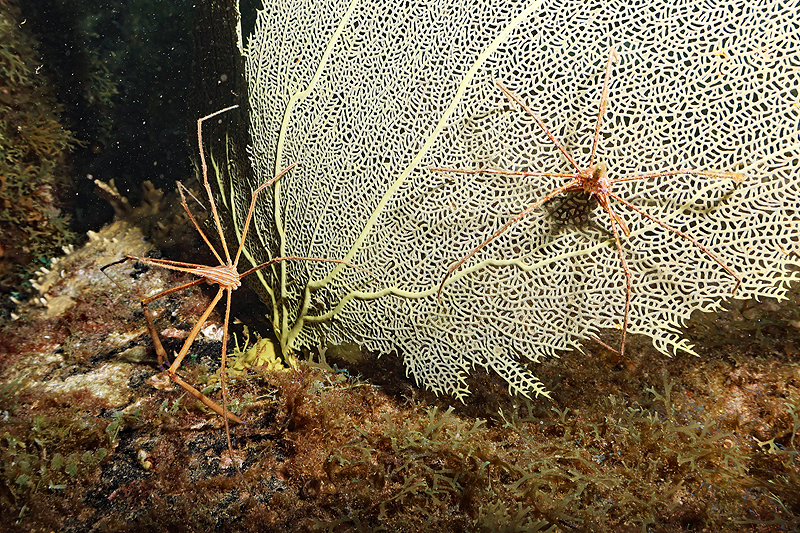 Martinique - photo n° 67